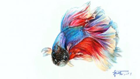 杨税—金鱼（带讲解）