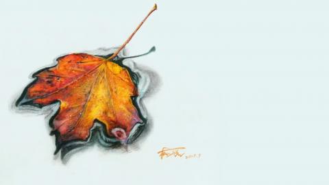 杨税—枫叶（带讲解）