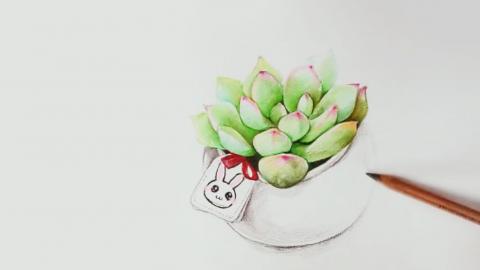 可爱多肉彩铅画