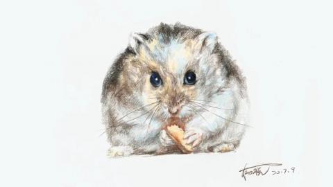 杨税—仓鼠（带讲解）