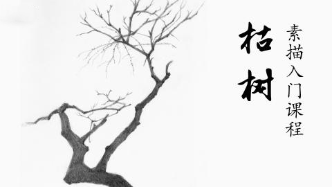 邹棂荠—枯树（带讲解）