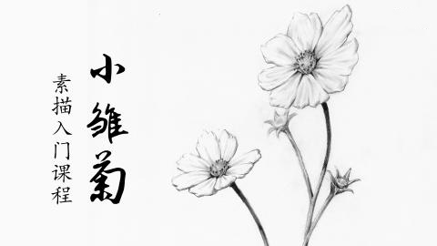 简单雏菊素描画