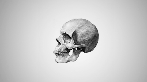 侧面头骨的结构理解与色调大关系