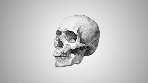 四分之三头骨的结构理解与色调大关系