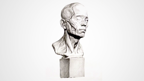 面部肌肉石膏像-3/4侧