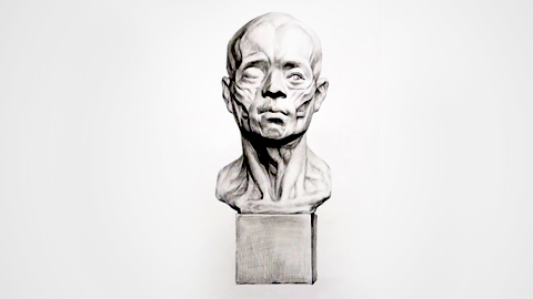 面部肌肉石膏像-正面