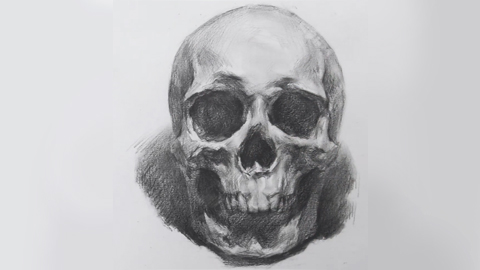 头骨正面大关系练习