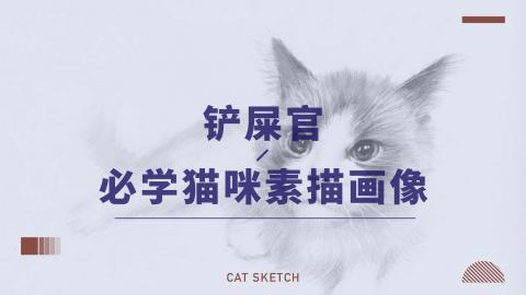 铲屎官必学猫咪素描画像