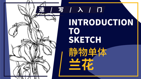 速写静物单体--花卉--兰花