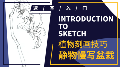 速写静物单体--花卉--黄杨陶瓷盆栽