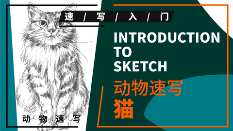 动物速写—猫