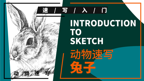 动物速写—兔子