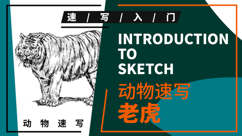 动物速写—老虎