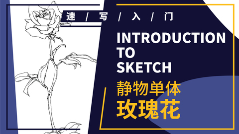 速写静物单体--花卉--玫瑰花