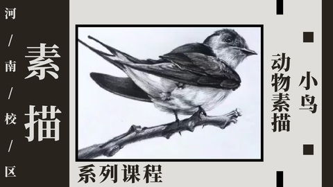 动物素描—小鸟