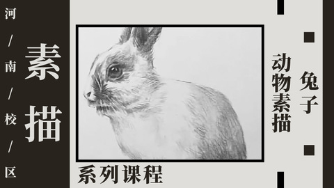 动物素描—兔子