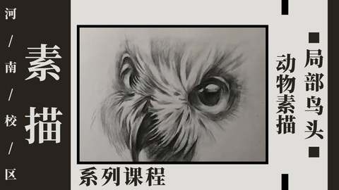 动物素描—局部鸟头