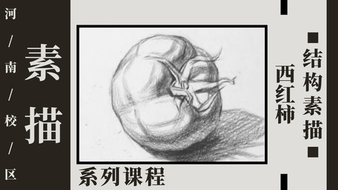 西红柿结构素描