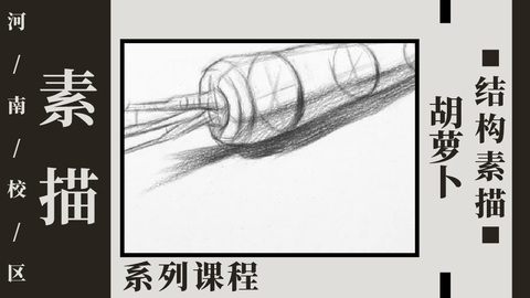 胡萝卜结构素描